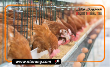 بهترین سن برای خرید مرغ تخمگذار: راهنمای جامع